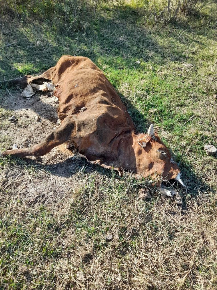 Desolador. Tres años seguidos de sequía hacen inviable la actividad.