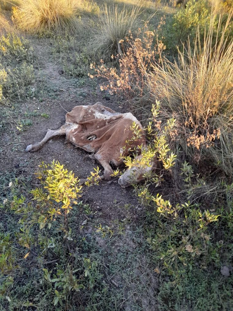 Escenas que se multiplican. La gravedad de la sequía afectará por años a la actividad