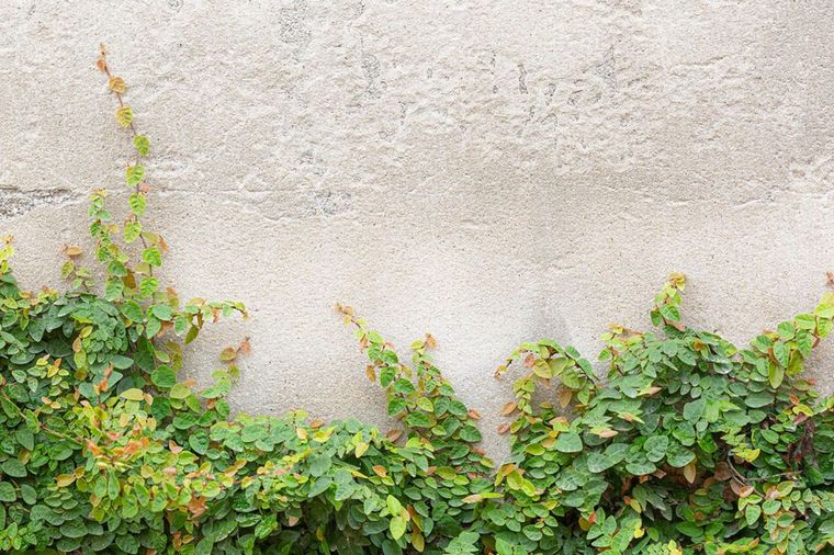 Trepadoras y enredaderas no son lo mismo, aunque muchos lo crean (Freepik) 