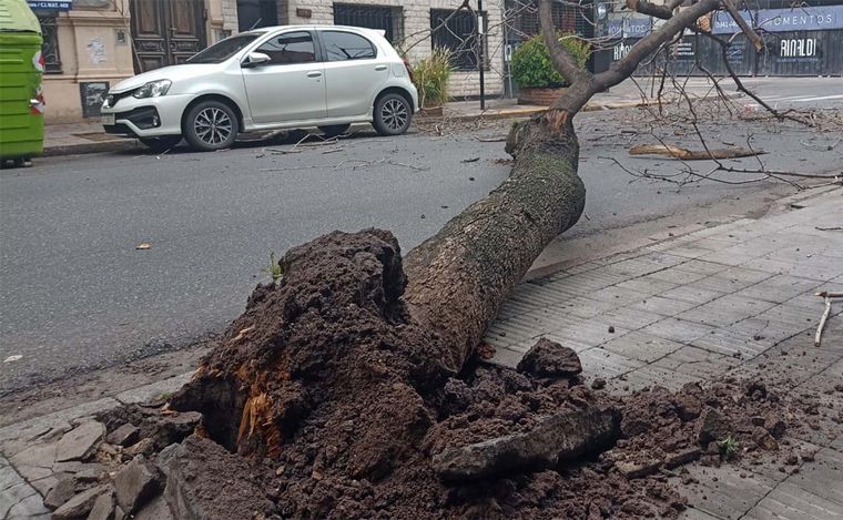 FOTO: Fuertes ráfagas de viento dejaron árboles caídos en varias zonas de Rosario.