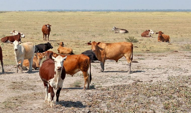 "La situación es terrible", dicen desde Tostado