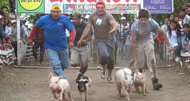 Los porcinos lanzados a plena velocidad en el purchitódromo de Colonia Caroya.
