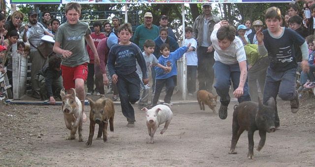 Los porcinos lanzados a plena velocidad en el purchitódromo de Caroya.