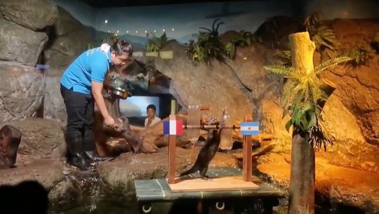 Las Nutrias que predicen partidos se hicieron virales en las redes (FOTO: EFE)