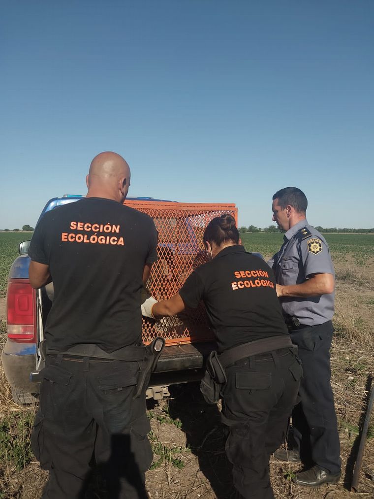 El allanamiento lo llevó a cabo la Sección Ecológica, de la Policia de Santa Fe.