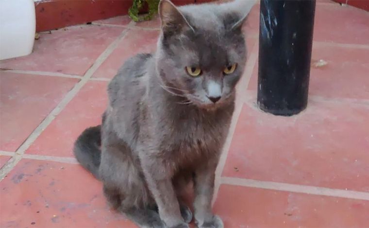 FOTO: Picolino es el gato de Jorgelina. Tiene leucemia y fue robado yendo al veterinario. 