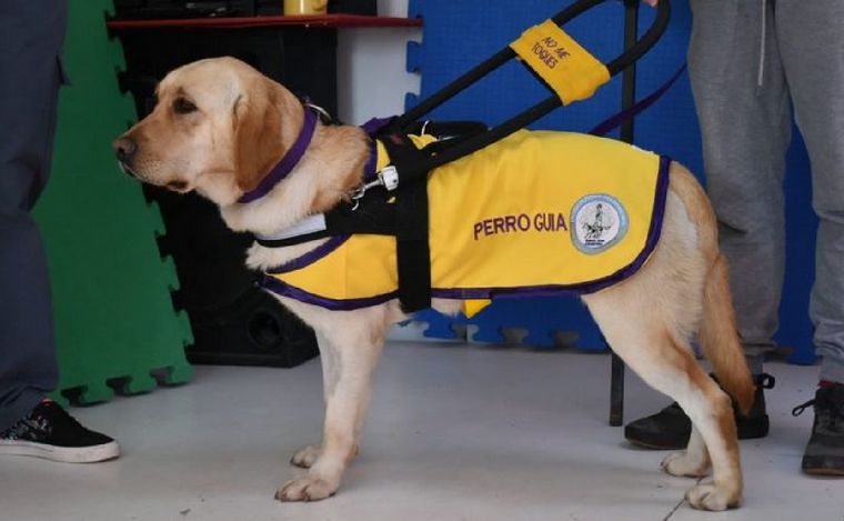 Andis creó un registro de personas usuarias de perros guía