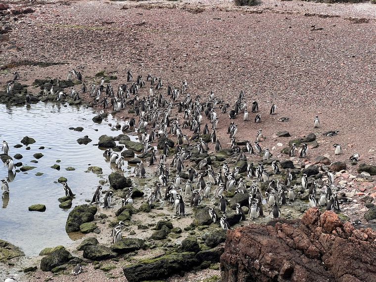 FOTO: Punto Tombo, una experiencia única con los pingüinos en Chubut