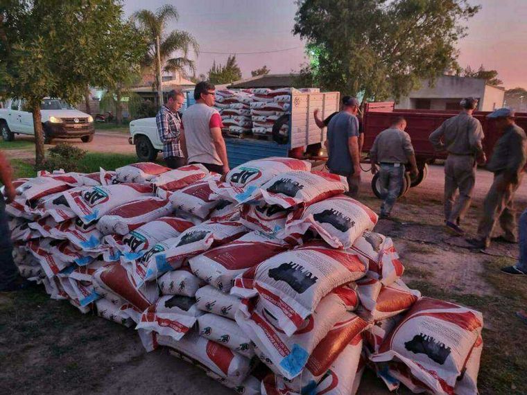 Alimento balanceado. La idea es salvar a los terneros y las madres. 