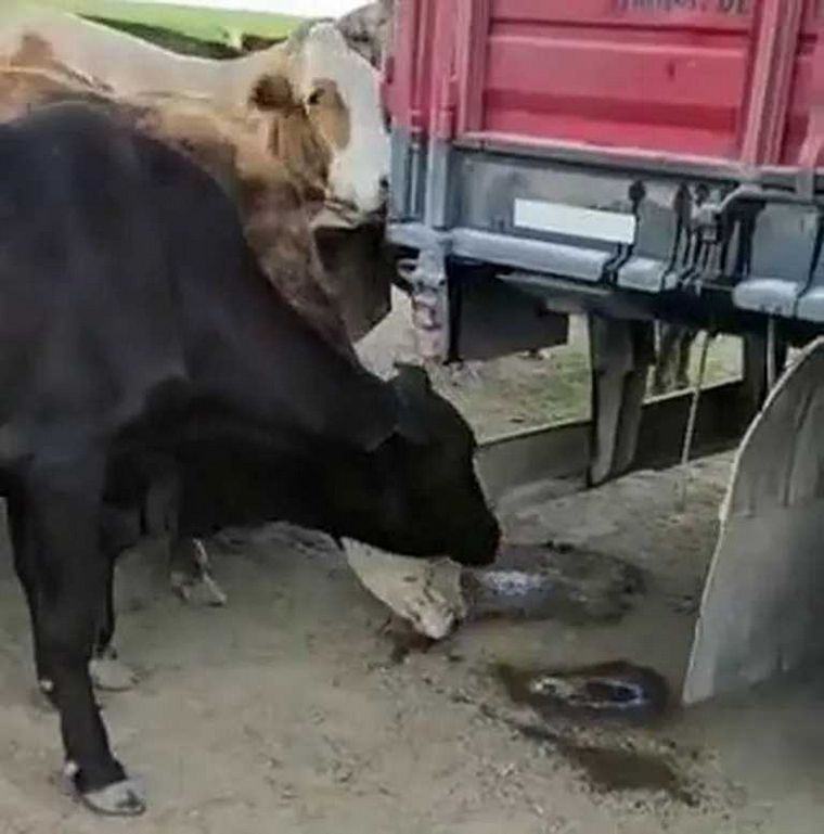 FOTO: Un espanto. Las vacas lamiendo la humedad del camión que les trajo el agua.