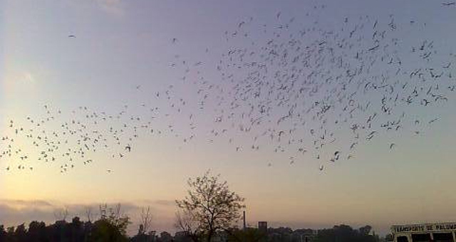 En la competencia participan cinco palomares de la provincia de Córdoba
