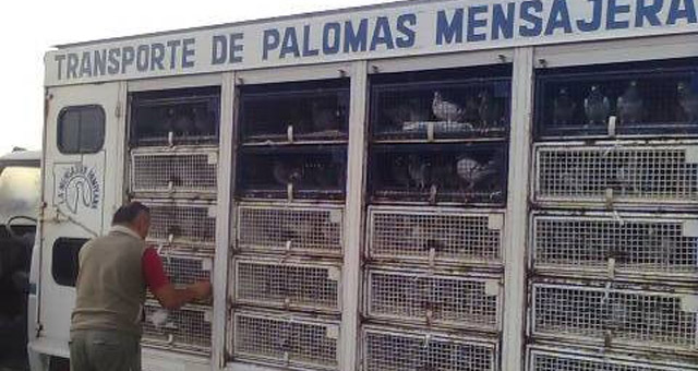 En la competencia, participan cinco palomares de la provincia de Córdoba