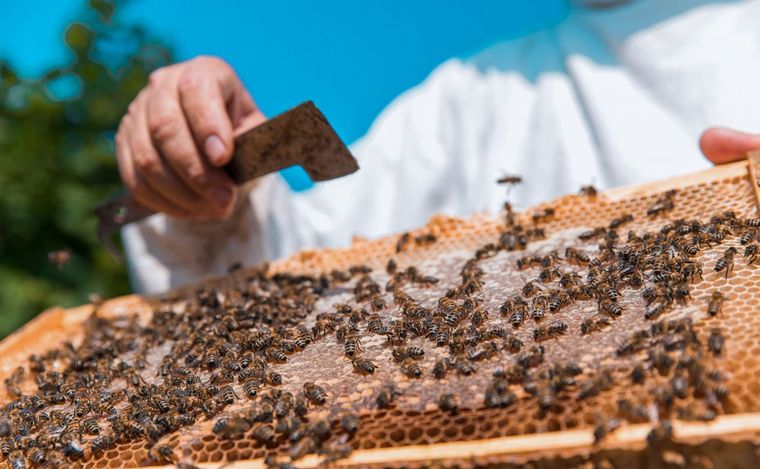 FOTO: Beneficios a apicultores: La fecha límite para inscribirse es el 28 de febrero.