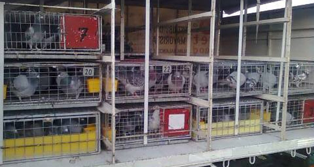 En la competencia, participan cinco palomares de la provincia de Córdoba