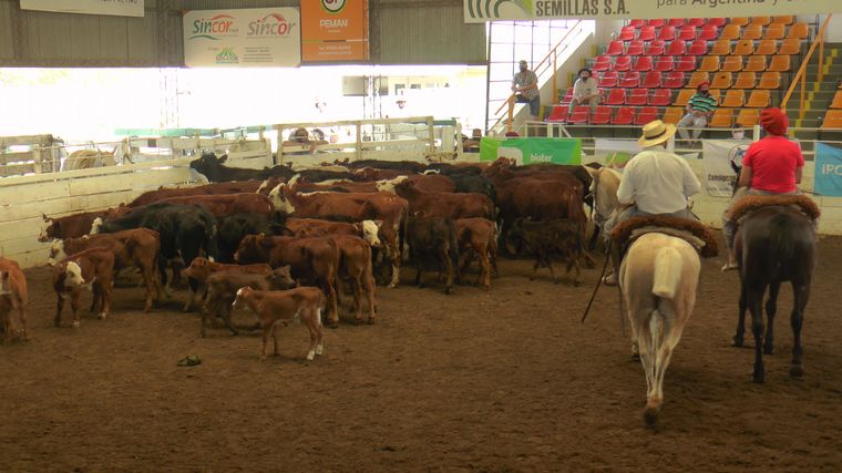 FOTO: Alarma. El año arrancó rematando vacas con terneros al pie. 