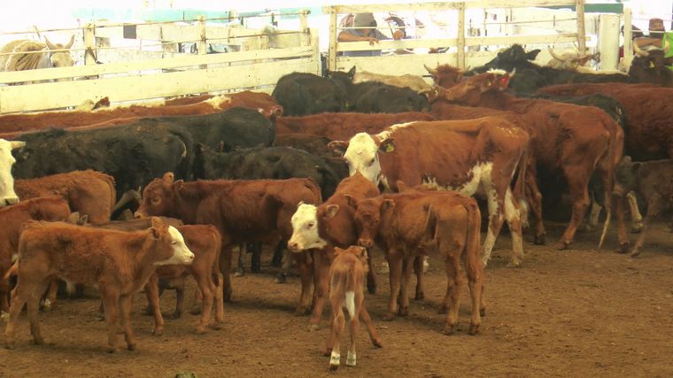 La fábrica de carne al matadero. Menos carne a futuro.