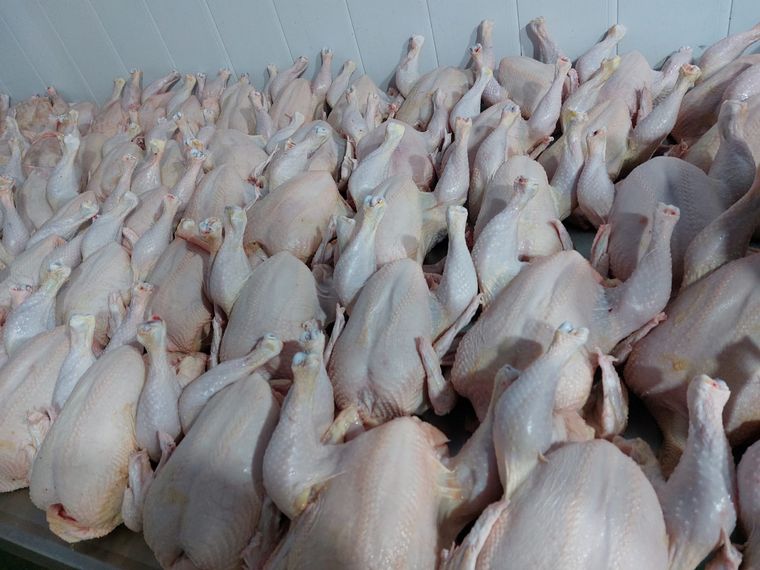 Pollos de campo. Alimentados a maíz y soja. 