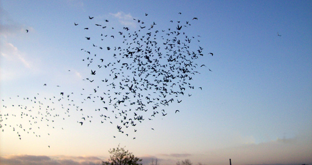 En la competencia, participan cinco palomares de la provincia de Córdoba