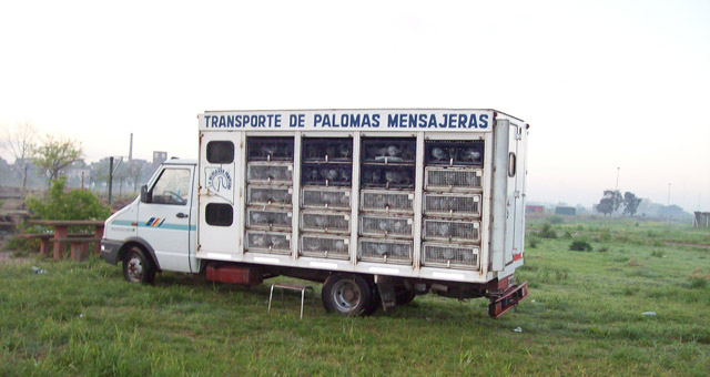 En la competencia, participan cinco palomares de la provincia de Córdoba