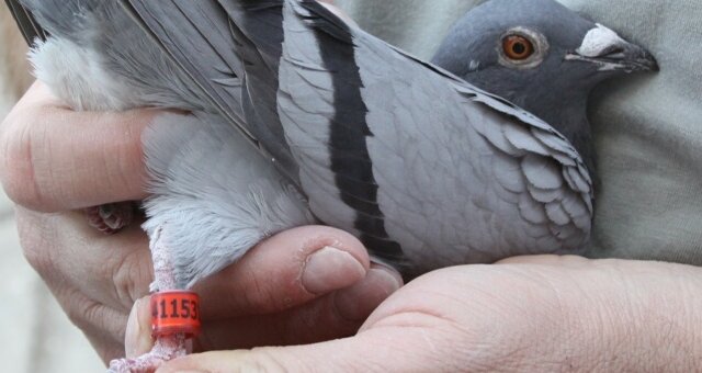 Palomar MAR-TRO de Sergio Martínez y Raúl Trossero