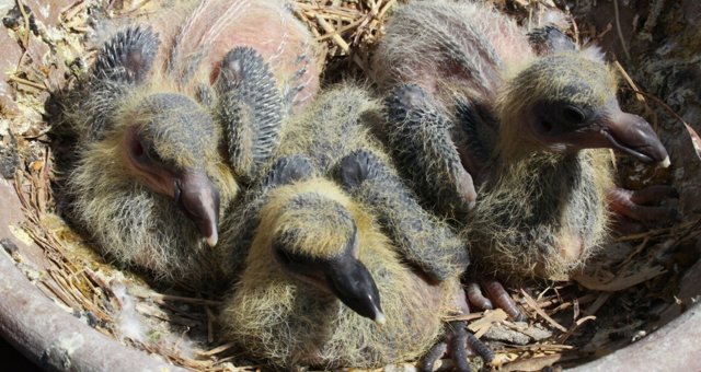 Palomar MAR-TRO de Sergio Martínez y Raúl Trossero