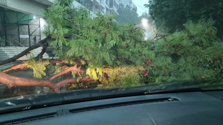 FOTO: Diluvia en la ciudad de Rosario. Caídas de árboles en diversas zonas de la ciudad.