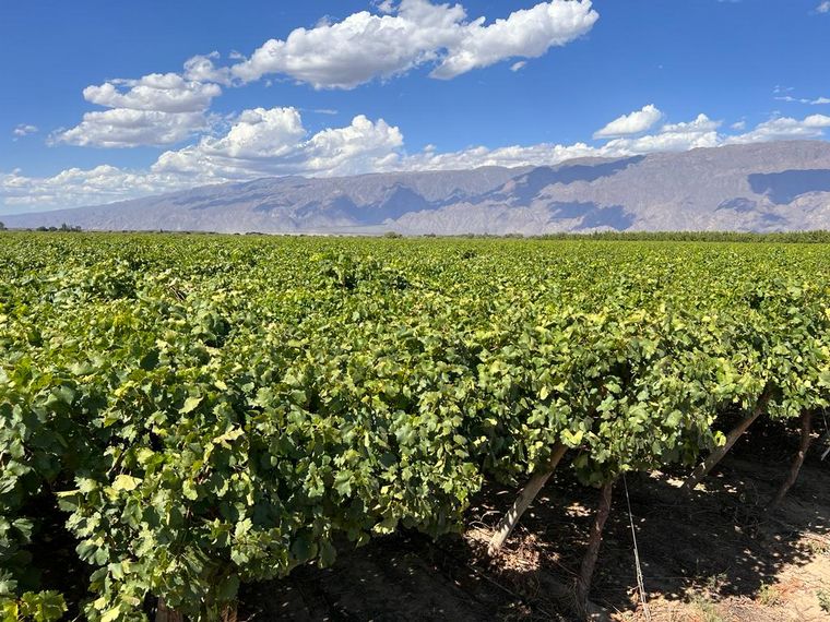 Cooperativa La Riojana