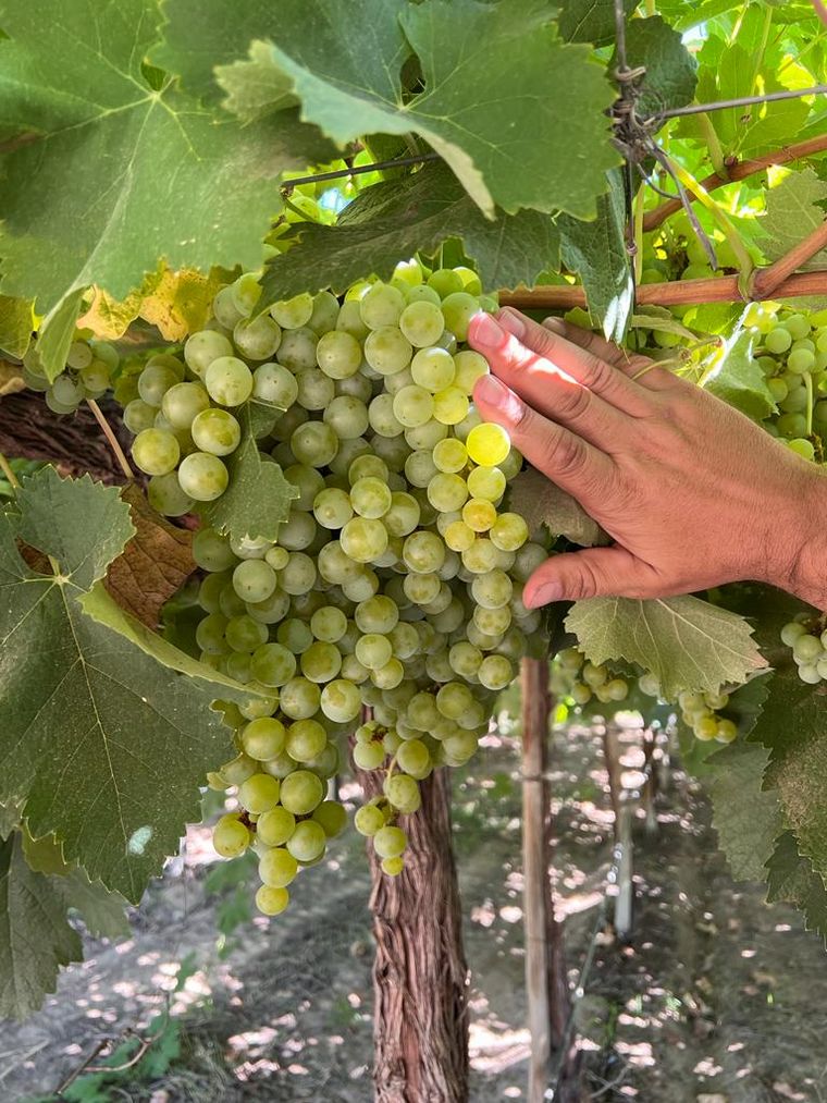 Cooperativa La Riojana