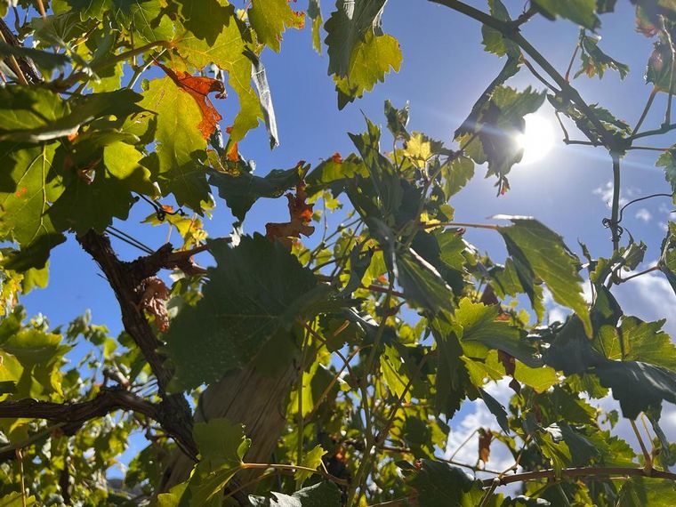 Cooperativa La Riojana