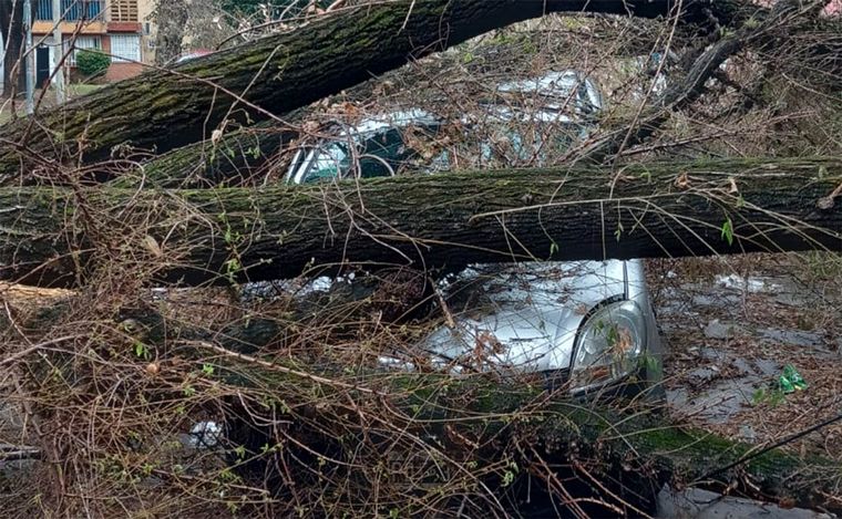 Rosario: las impactantes imágenes tras la caída de un árbol sobre un vehículo.