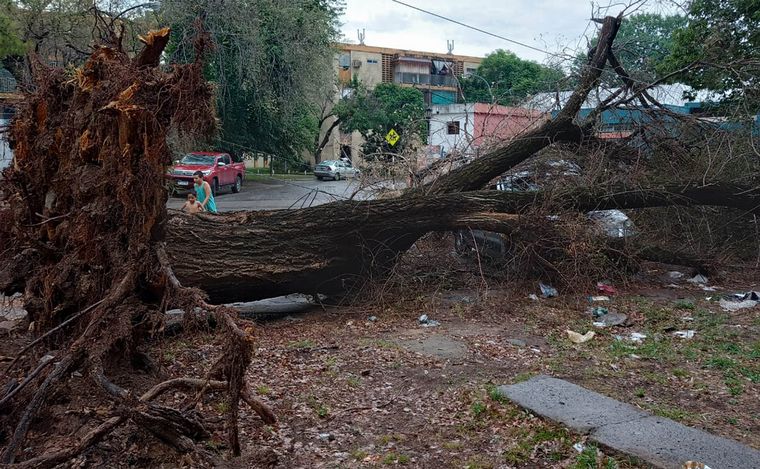 FOTO: Rosario: las impactantes imágenes tras la caída de un árbol sobre un vehículo.