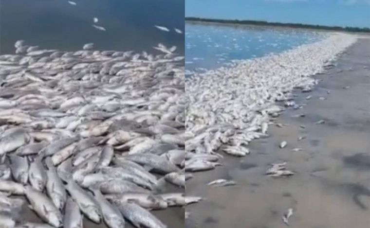 FOTO: Se resolvió no retirar la gran cantidad de peces muertos del norte santafesino.