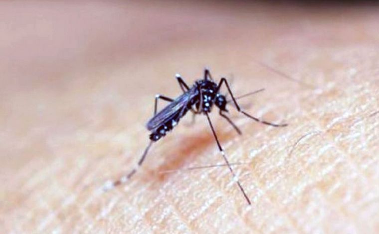 FOTO: Confirmaron un caso de chikungunya en Chaco y analizan un segundo contagio 