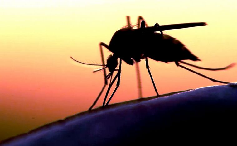 FOTO: Confirmaron diez casos de dengue en la provincia de Santa Fe. 