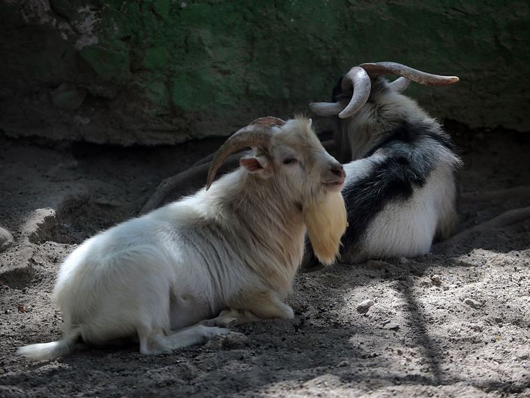 FOTO: Cuatro cabras pigmeas fueron consumidas en una fiesta de fin de año.