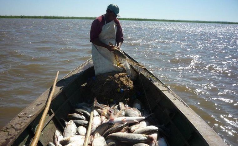 FOTO: Detectaron agrotóxicos en los Sábalos del río Salado. (Foto: Puntoconvergente)