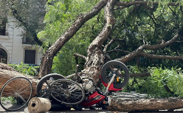 Rosario: impactante caída de un árbol en avenida Pellegrini obstruyó el tránsito.