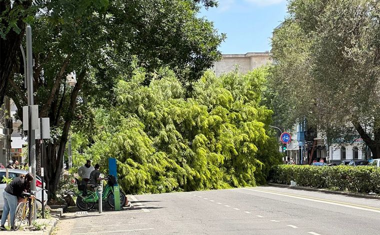 FOTO: Rosario: impactante caída de un árbol en avenida Pellegrini obstruyó el tránsito. 
