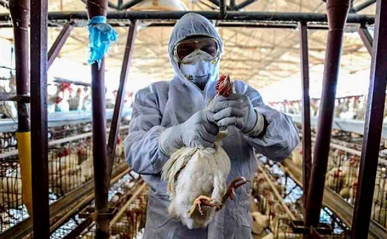 FOTO: Nuevos casos de gripe aviar en Córdoba y Salta. (Foto: Página 12)