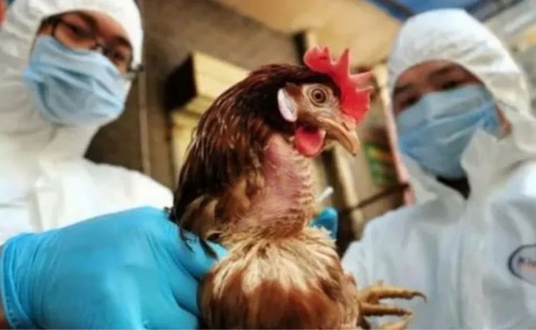 FOTO: Se detectaron cinco casos de gripe aviar hasta el momento. 