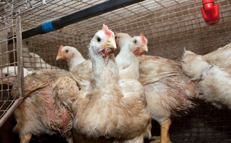 FOTO: Los animales fueron sacrificados y tapados con cal y tierra.