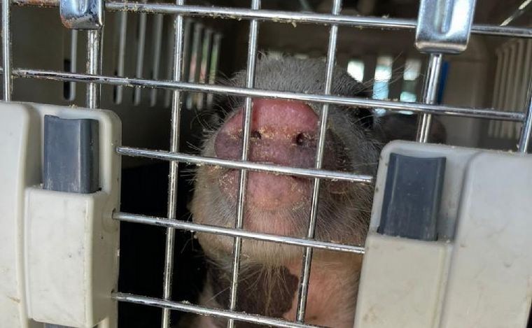 gentileza Justicia de Tucumán.