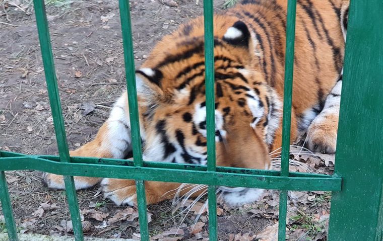 Los millonarios ucranianos tenían animales salvajes en sus casas.