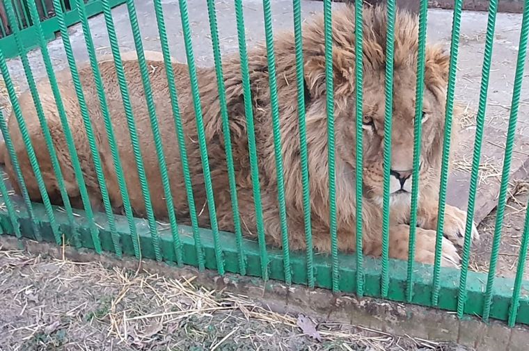 Los millonarios ucranianos tenían animales salvajes en sus casas.