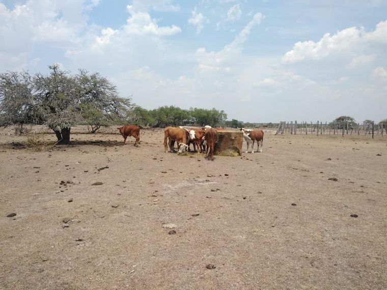 FOTO: Retención. Gorelik sostiene que los productores se aferraron a sus vacas.