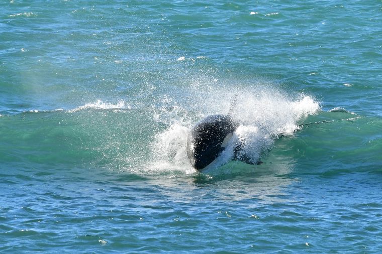 FOTO: Orcas en Península Valdés