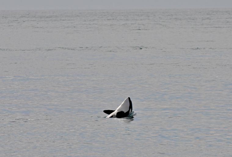 Orcas en Península Valdés