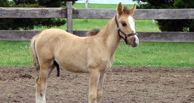 El potrillo criollo se llama ''BS Ñandubay Bicentenario'' y está en perfecto estado.
