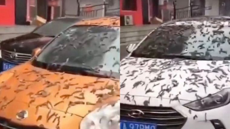 FOTO: Qué se sabe del misterioso video viral de los gusanos que llovieron en China