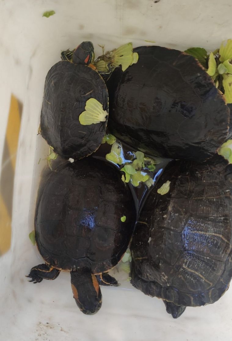 Secuestraron varios reptiles exóticos de un domicilio en Villa Adela